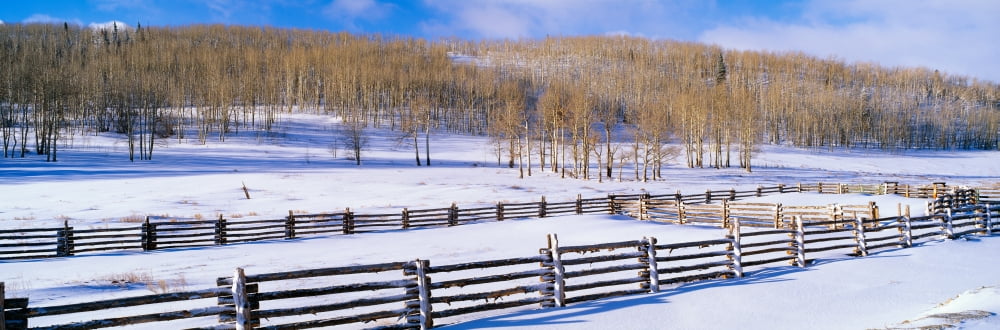 Autumn Snow and Aspens Near Ridgeway Colorado Canvas Art - Panoramic Images (36 x 12)