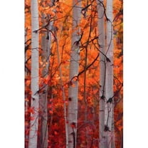"Autumn Splendor" Painting Print on Wrapped Canvas