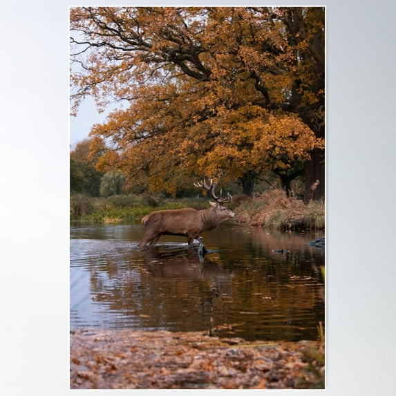 Autumn Stag Crossing Stream Poster Wall Art, Modern Wall Decor For Living Room Bedroom, 16x24 UNFRAMED