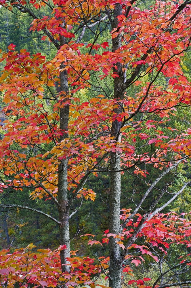 Autumn Sugar Maple Trees Algonquin Provincial Park Ontario Canada Canvas Art - Thomas Kitchin & Victoria Hurst Design Pics (11 x 17)
