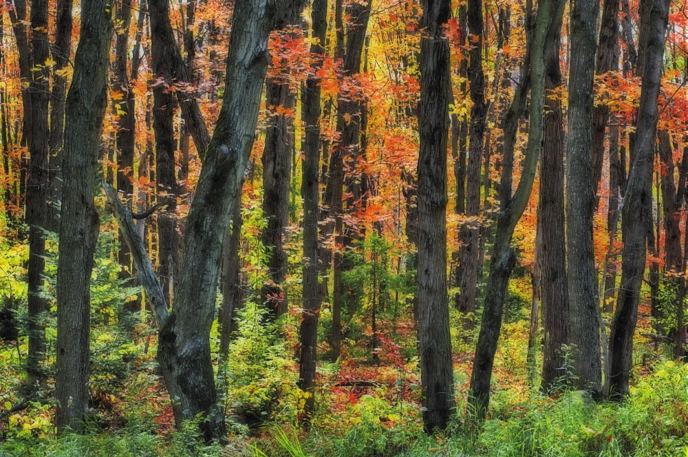 Autumn Sugar Maple Yellow Birch And Balsam Firtrees Algonquin Provincial Park Ontario Canada Canvas Art - Thomas Kitchin & Victoria Hurst Design Pics (34 x 22)
