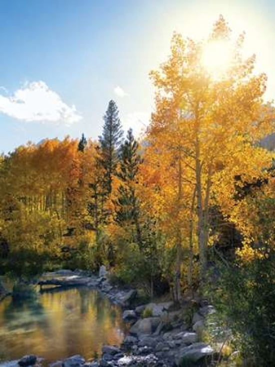 Autumn Sun Canvas Art - Dennis Frates (18 x 24)
