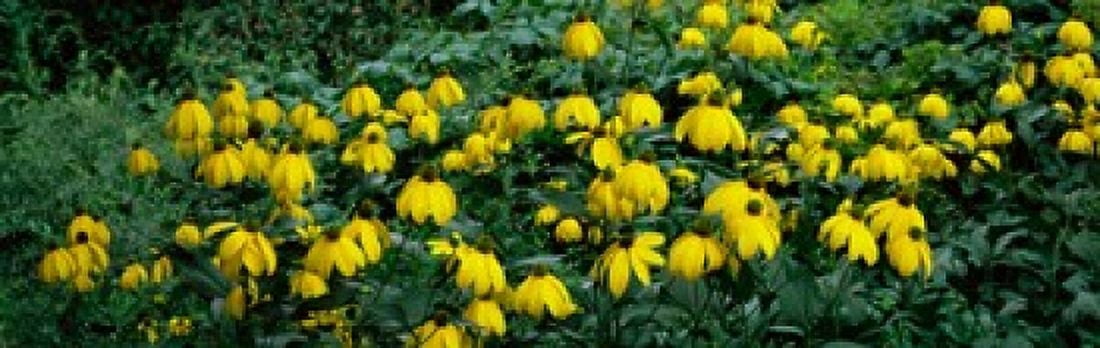 Autumn Sun Coneflower (Rudbeckia nitida) growing in a field Canvas Art - Panoramic Images (18 x 6)
