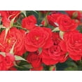 thumbnail image 1 of Autumn Sunblaze® Miniature Rose Bush - Fragrant/Hardy - 2.5" Pot, 1 of 4