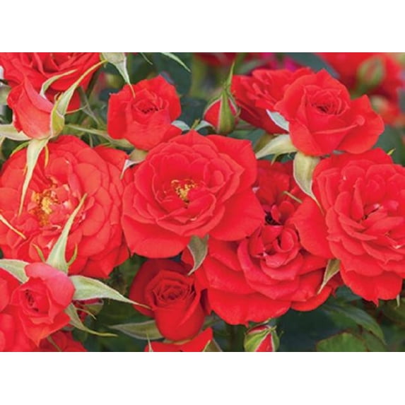 Autumn Sunblaze® Miniature Rose Bush - Fragrant/Hardy - 2.5" Pot