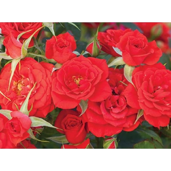 Autumn Sunblaze Miniature Rose Bush - Fragrant/Hardy - 2.5" Pot