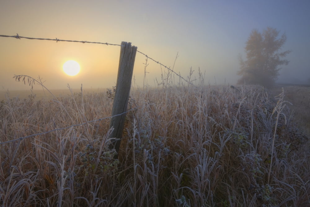 Autumn Sunrise Over Hoar Frost-Covered Barbed Wire Fence Alberta Prairie Canvas Art - Dan Jurak Design Pics (34 x 22)