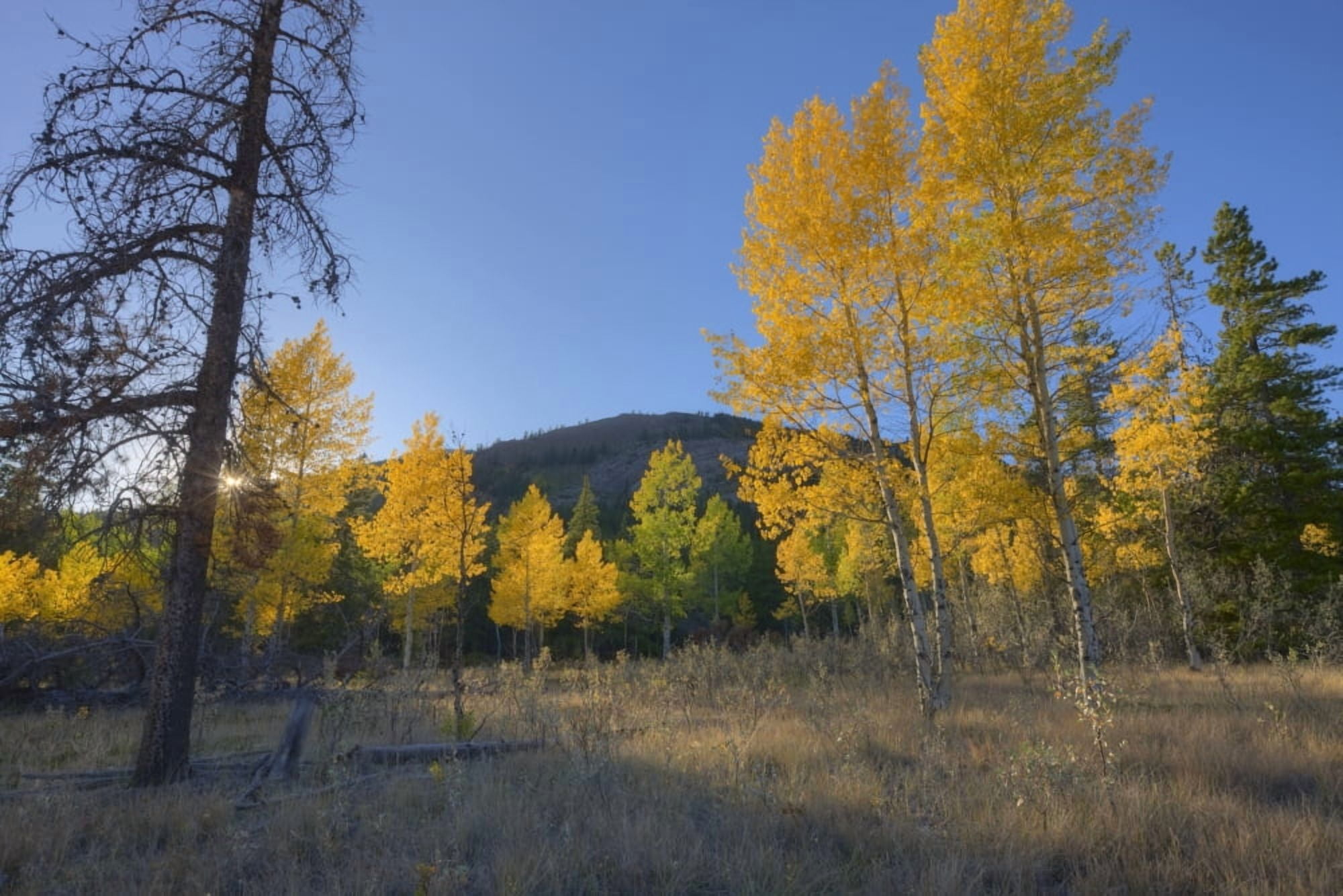 Autumn Sunset In Forest Of Golden Aspen And Spruce Trees Canadian Rockies Alberta Canvas Art - Dan Jurak Design Pics (17 x 11)