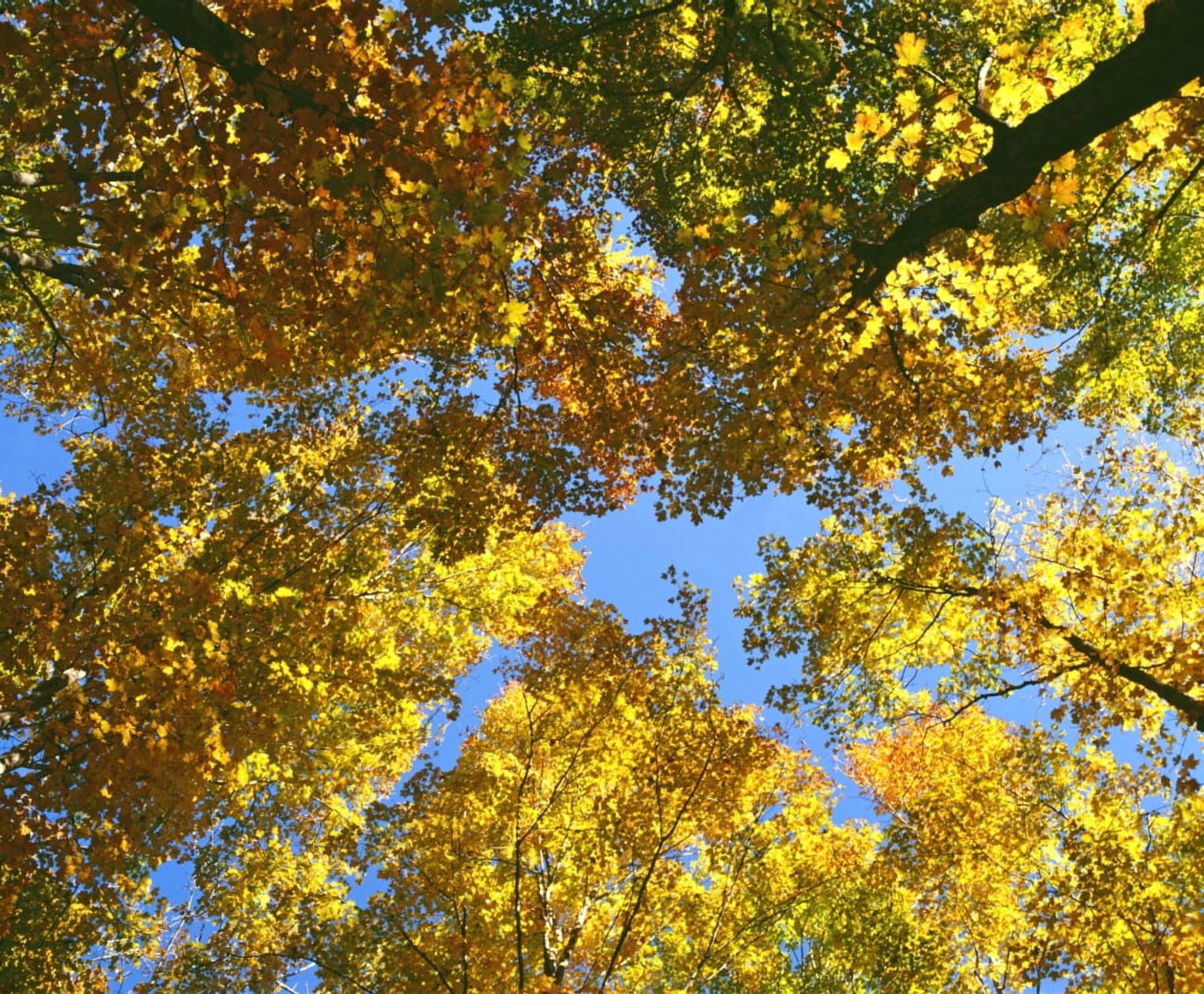 Autumn Tree Branches Low Angle Canvas Art - David Chapman  Design Pics (16 x 13)