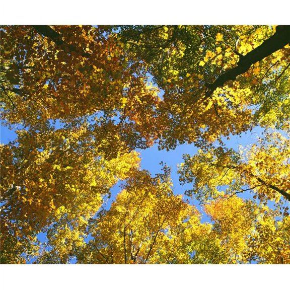 Autumn Tree Branches Low Angle Poster Print by David Chapman - 16 x 13