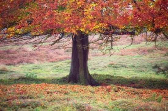 Autumn Tree Canvas Art - Cora Niele (12 x 18)