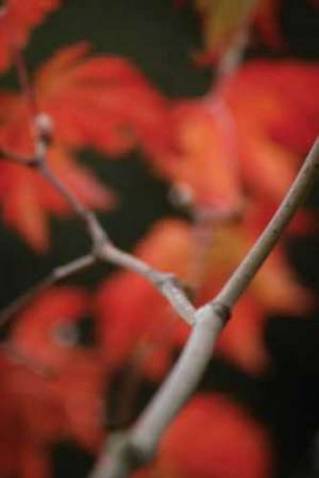 Autumn Tree Dance II Canvas Art - Vitaly Geyman (12 x 18)