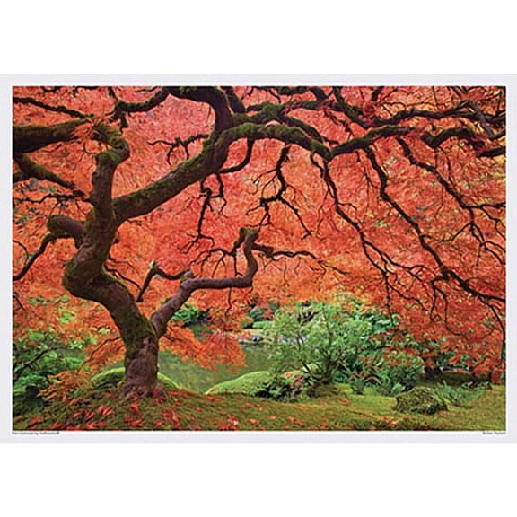 Autumn Tree Disposable Paper Placemats - 10in. x 14in. - 25/Pack (702078)