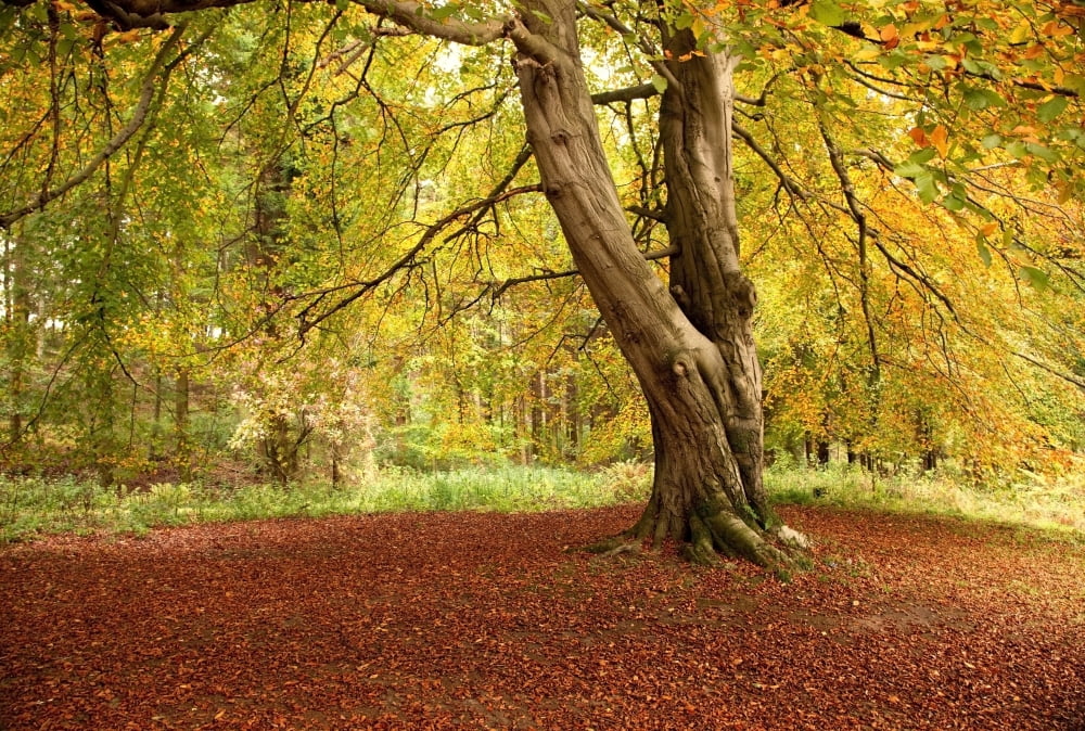 Autumn Tree Hulne Park Northumberland England Canvas Art - John Short Design Pics (18 x 12)