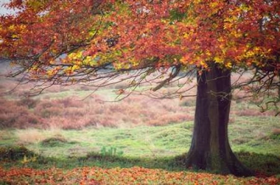 Autumn Tree II Canvas Art - Cora Niele (12 x 18)