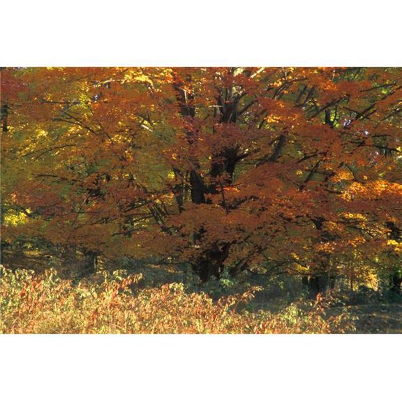 Autumn Tree Poster Print by David Chapman - 17 x 11