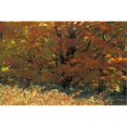 thumbnail image 1 of Autumn Tree Poster Print by David Chapman, 34 x 22 - Large, 1 of 1