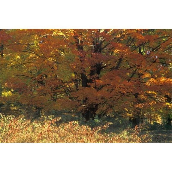 Autumn Tree Poster Print by David Chapman, 34 x 22 - Large