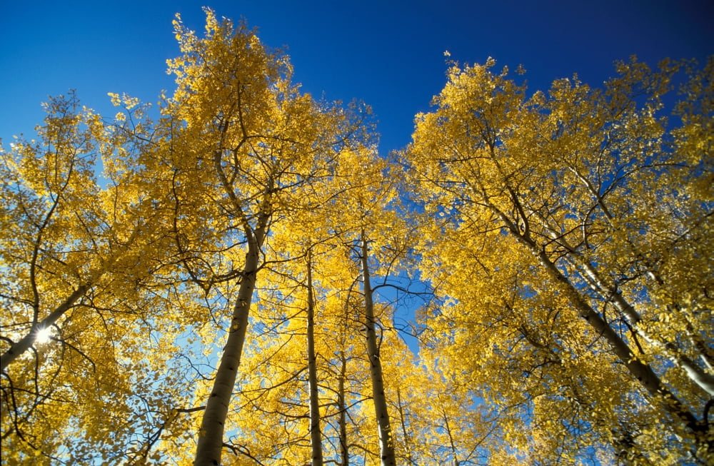 Autumn Tree Trunks in the USA Canvas Art - Panoramic Images (24 x 36)