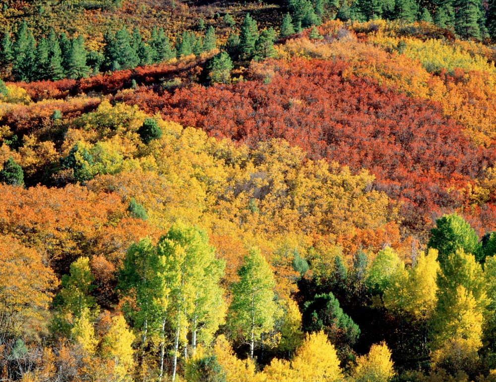 Autumn Trees CO USA Canvas Art - Panoramic Images (12 x 36)
