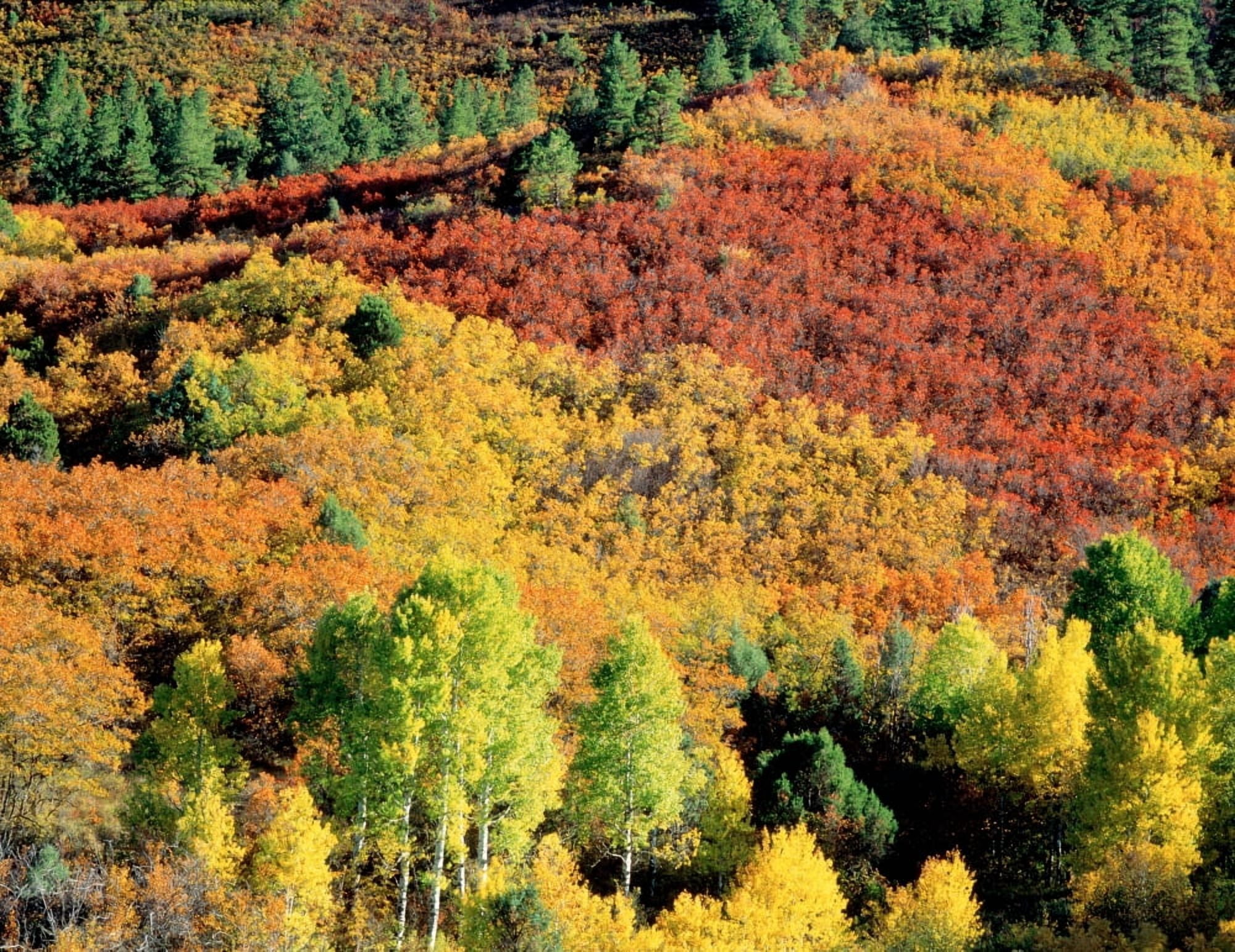 Autumn Trees CO USA Canvas Art - Panoramic Images (9 x 27)