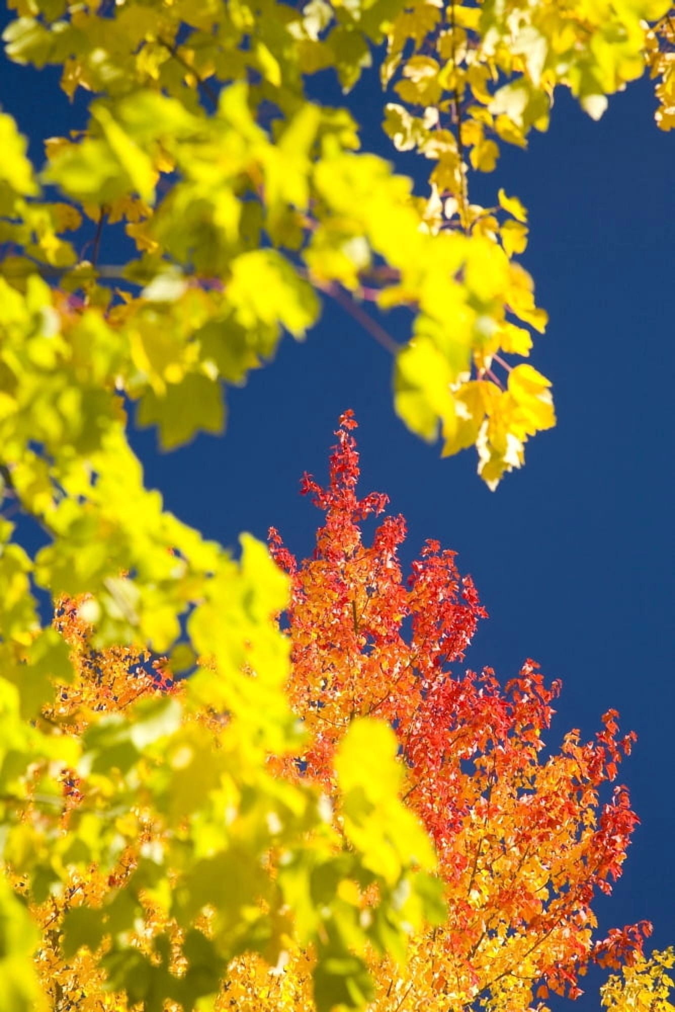 Autumn Trees Canvas Art - Craig Tuttle Design Pics (13 x 20)