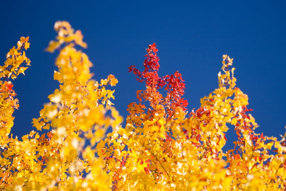 Autumn Trees Canvas Art - Craig Tuttle Design Pics (20 x 13)