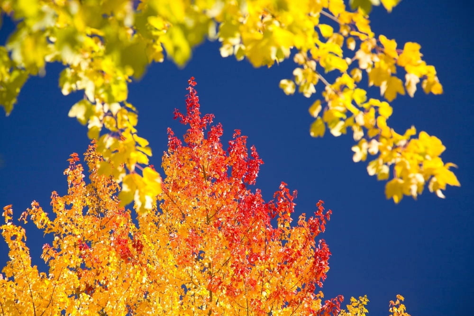 Autumn Trees Canvas Art - Craig Tuttle Design Pics (20 x 13)
