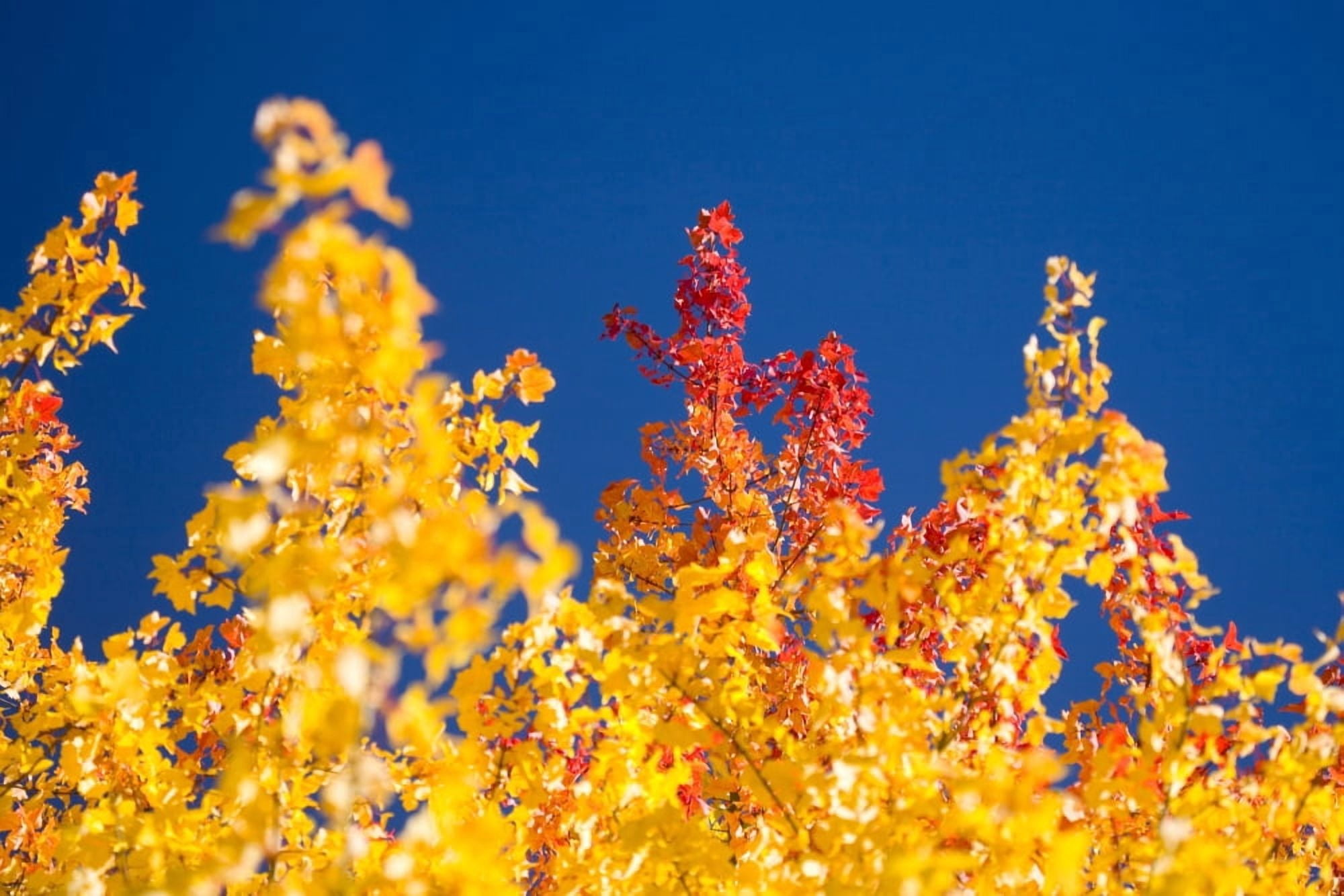 Autumn Trees Canvas Art - Craig Tuttle  Design Pics (40 x 26)