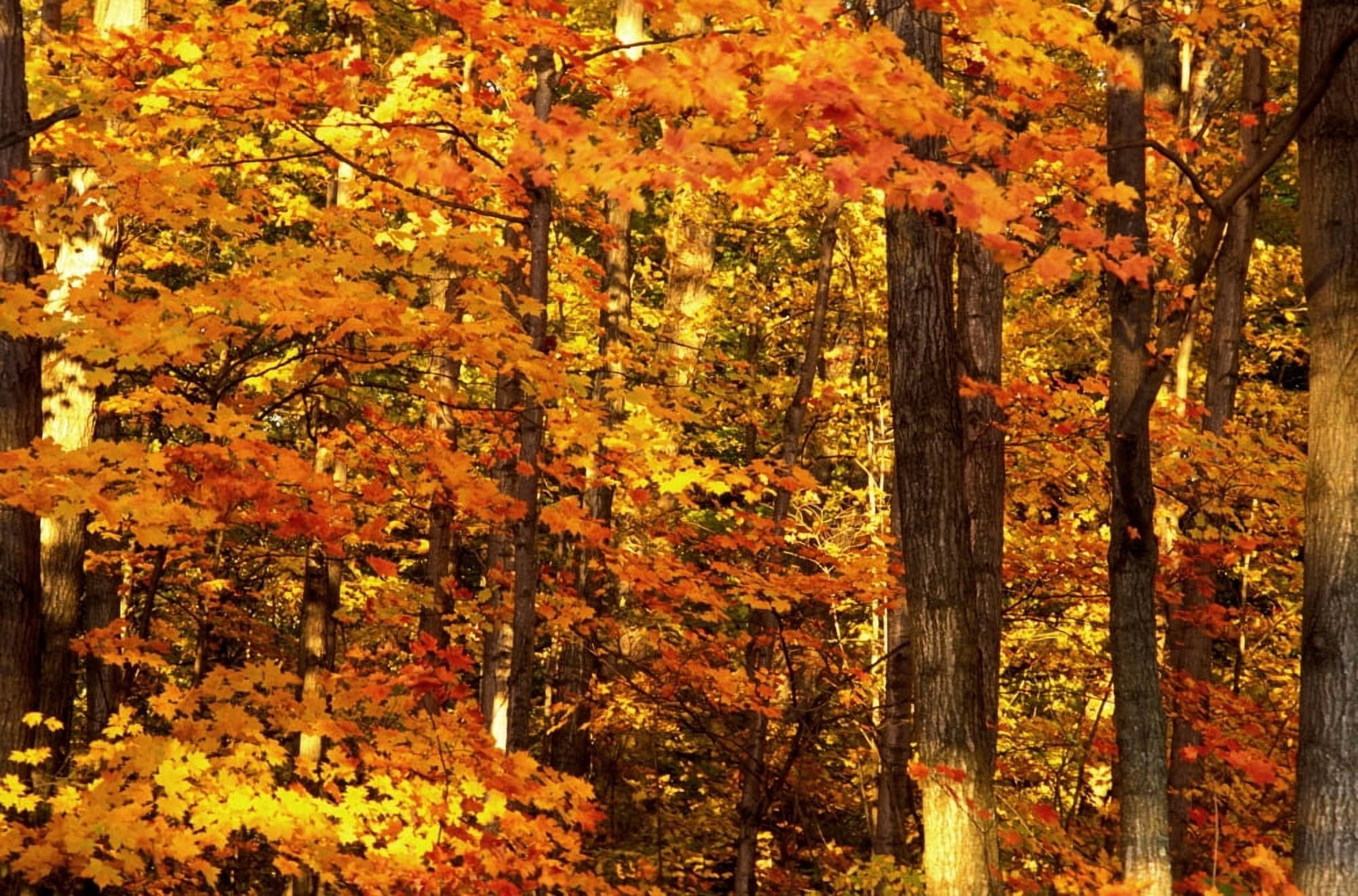 Autumn Trees Canvas Art - David Chapman Design Pics (17 x 11)
