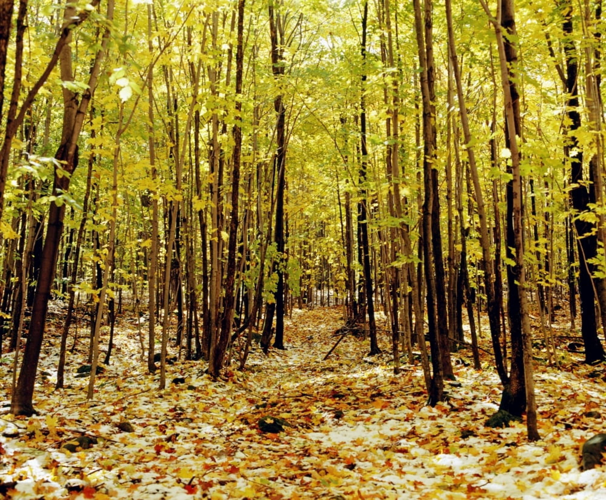 Autumn Trees Canvas Art - David Chapman Design Pics (32 x 26)