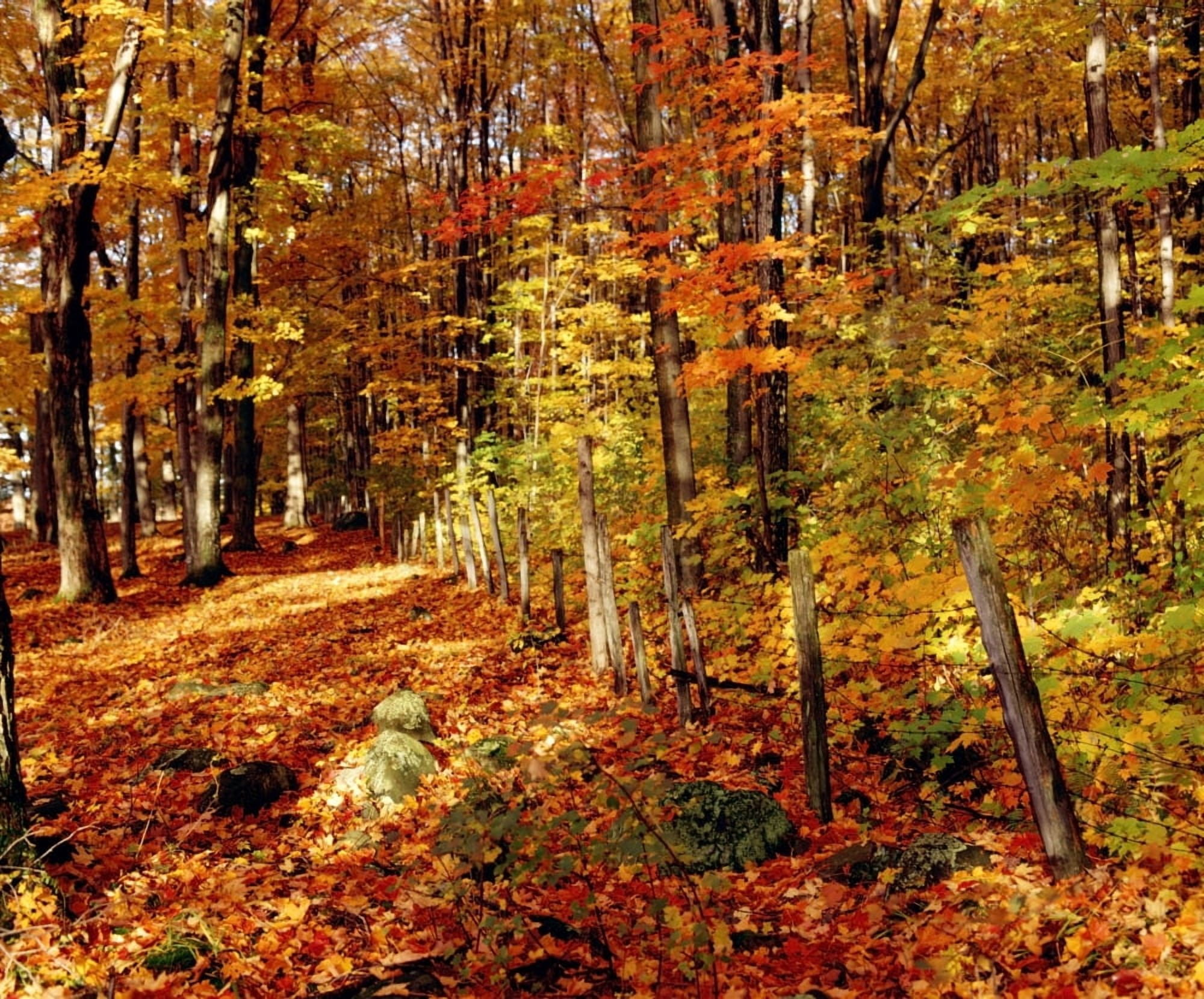 Autumn Trees Canvas Art - David Chapman Design Pics (32 x 26)