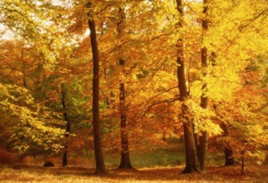 Autumn Trees Cumbria England Canvas Art - Panoramic Images (18 x 12)