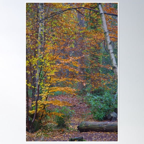 Autumn Trees In Parkland Poster Wall Art, Modern Wall Decor, 24x36 UNFRAMED