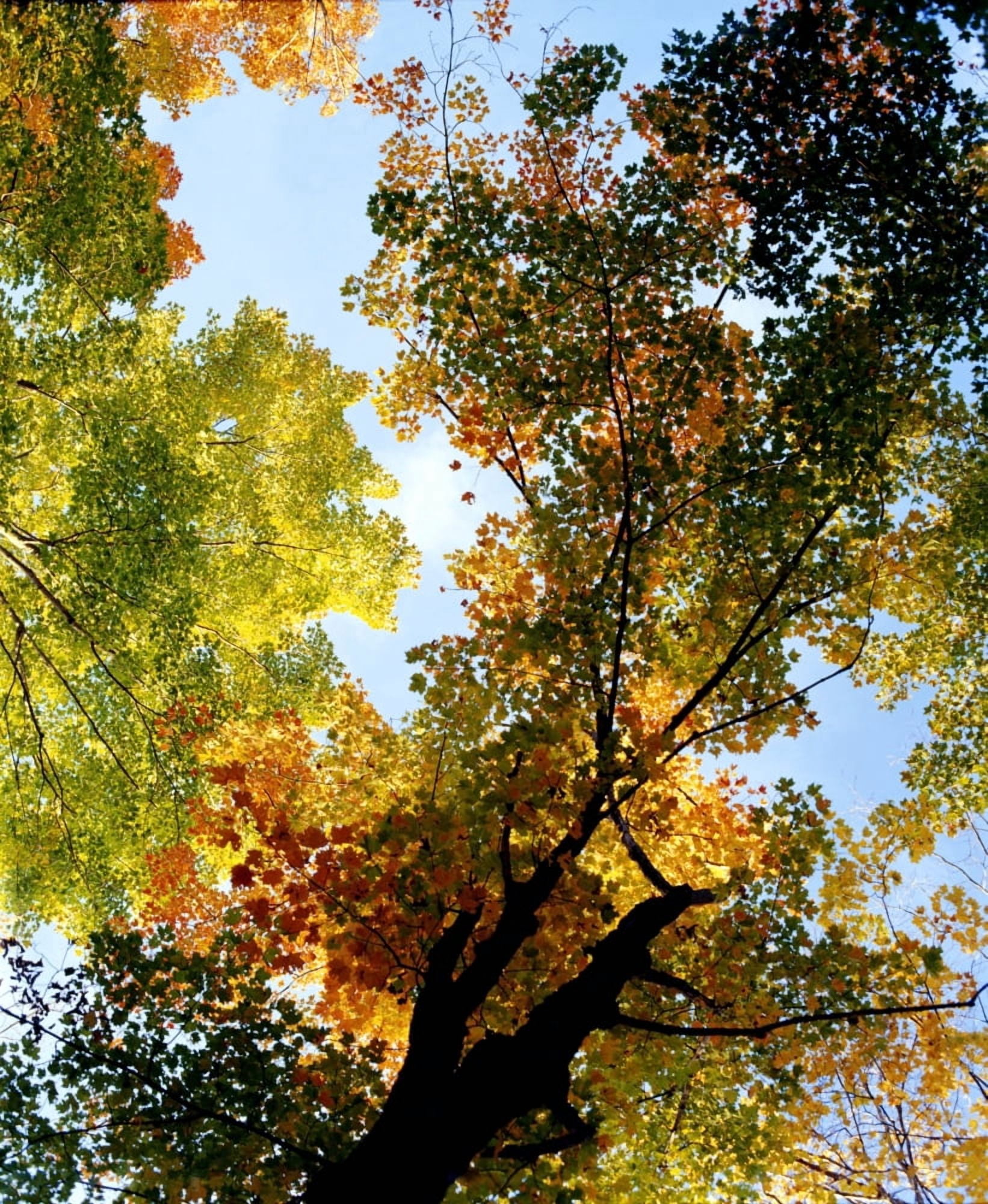 Autumn Trees Low-Angle Canvas Art - David Chapman Design Pics (26 x 32)