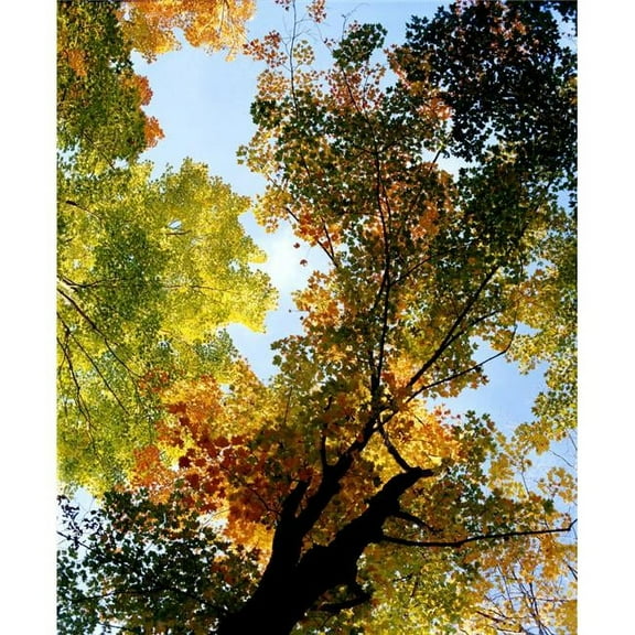 Autumn Trees Low-Angle Poster Print by David Chapman - 26 x 32 - Large