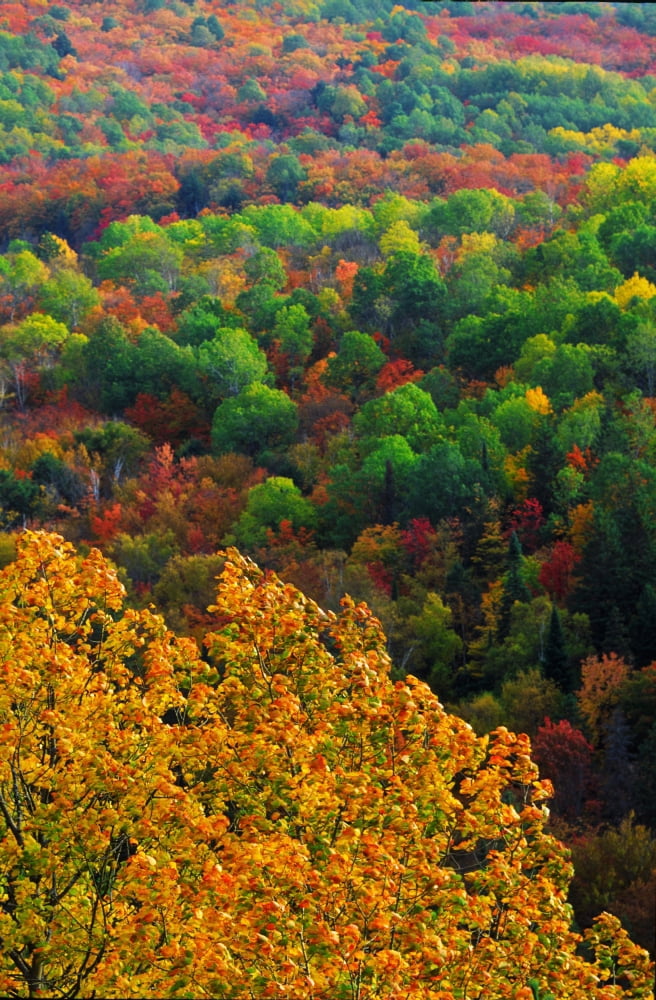 Autumn Trees Ottawa Valley Ontario Canvas Art - Robert Postma Design Pics (24 x 36)