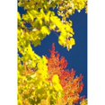 thumbnail image 1 of Autumn Trees Poster Print - 13 x 20, 1 of 1