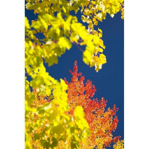 Autumn Trees Poster Print - 13 x 20