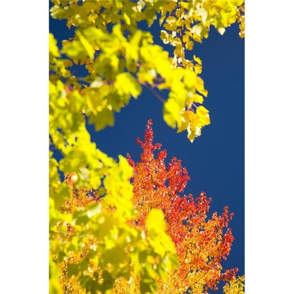 Autumn Trees Poster Print - Large - 26 x 40