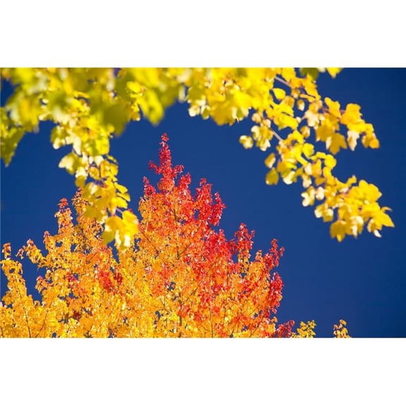 Autumn Trees Poster Print - Large - 40 x 26