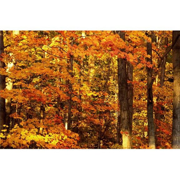 Autumn Trees Poster Print by David Chapman - 17 x 11