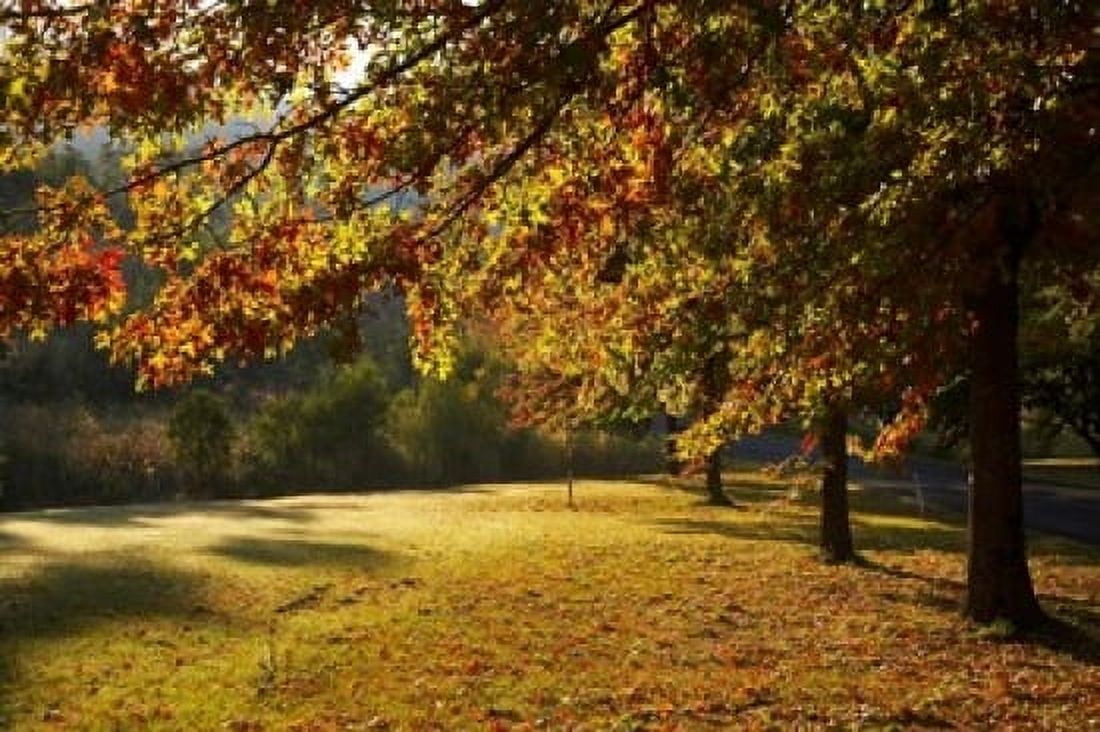 Autumn Trees in Khancoban Snowy Mountains New South Wales Australia Canvas Art - David Wall DanitaDelimont (36 x 24)