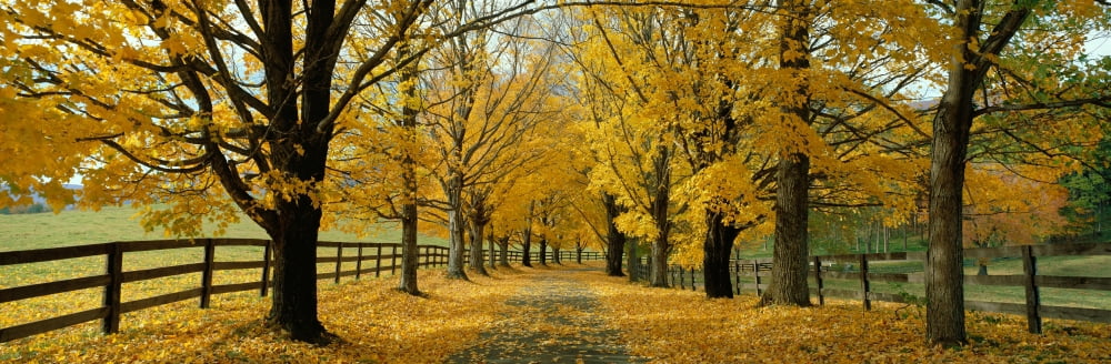 Autumn Trees near Waynesboro Virginia USA Canvas Art - Panoramic Images (27 x 9)