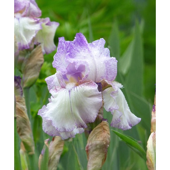 Autumn Tryst Reblooming Bearded Iris - 1 Rhizome