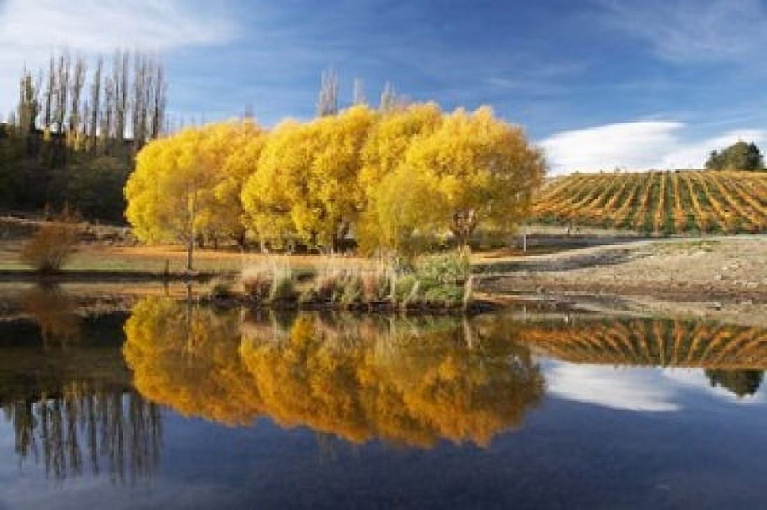 Autumn Vineyard Bannockburn Inlet Lake Dunstan Central Otago South Island New Zealand Canvas Art - David Wall DanitaDelimont (34 x 23)