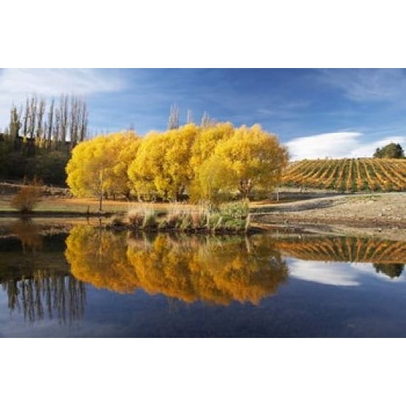 Autumn Vineyard, Bannockburn Inlet, Lake Dunstan, Central Otago, South Island, New Zealand Poster Print by David Wall (17 x 11)