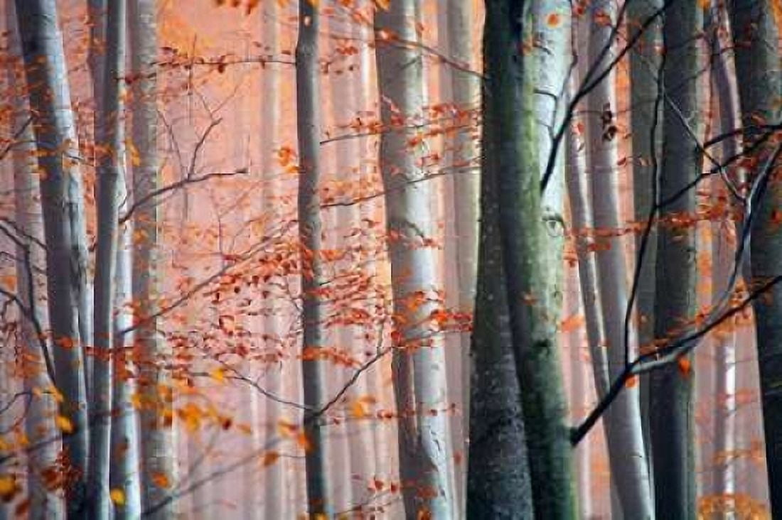 Autumn Woods Canvas Art - PhotoINC Studio (24 x 36)