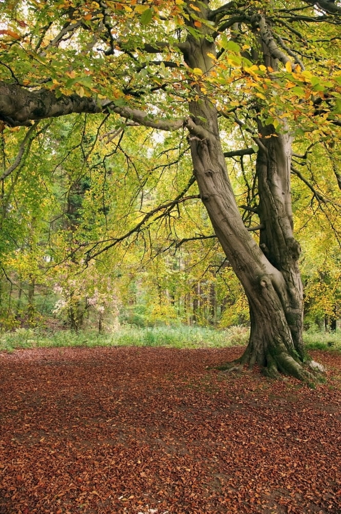 Autumn Woods With Leaves On The Ground Northumberland England Canvas Art - John Short Design Pics (12 x 19)