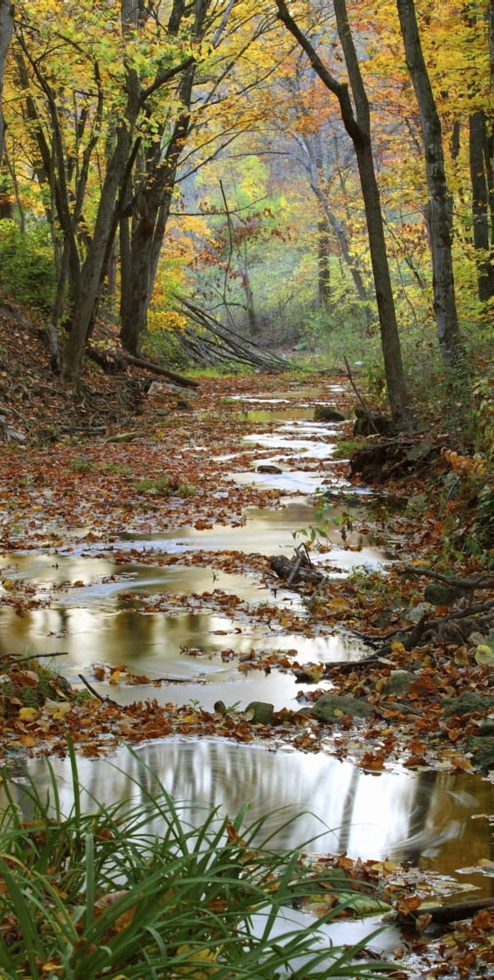 Autumn at Schuster Hollow in Grant County Wisconsin USA Canvas Art - Panoramic Images (9 x 18)